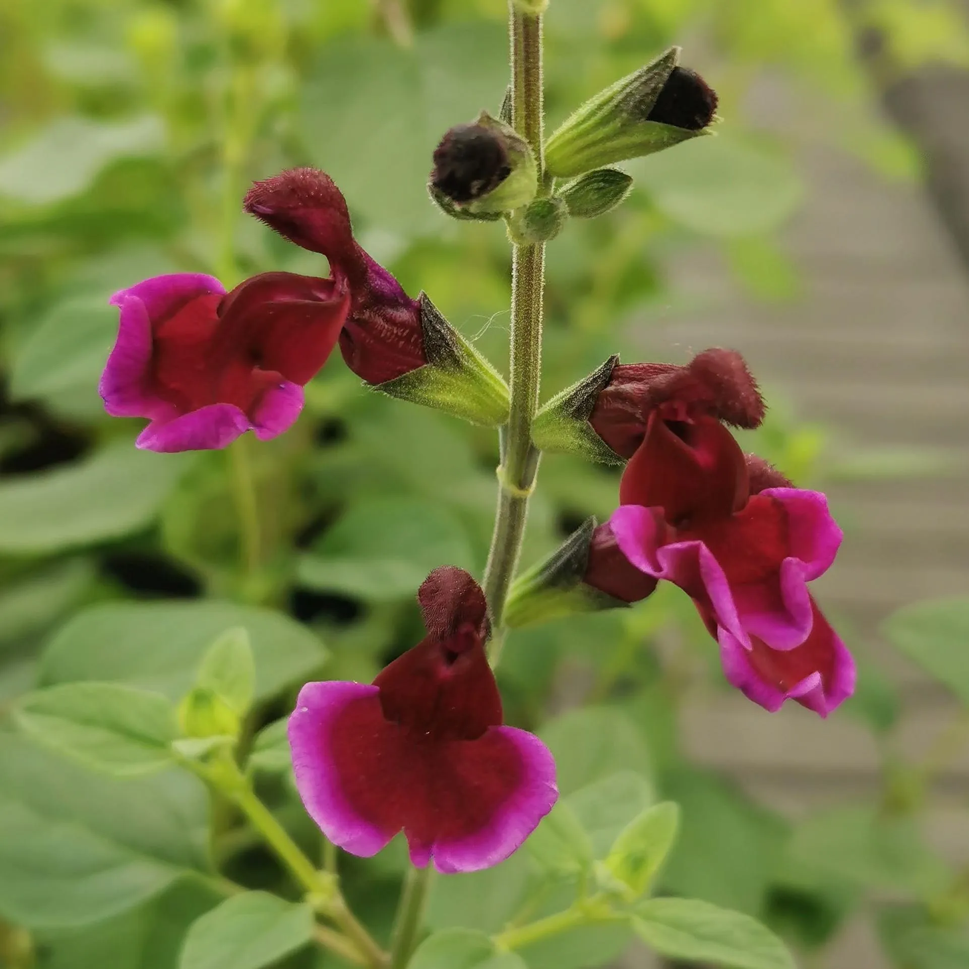 Salvia Blackberry Ripple- © Jaldety
