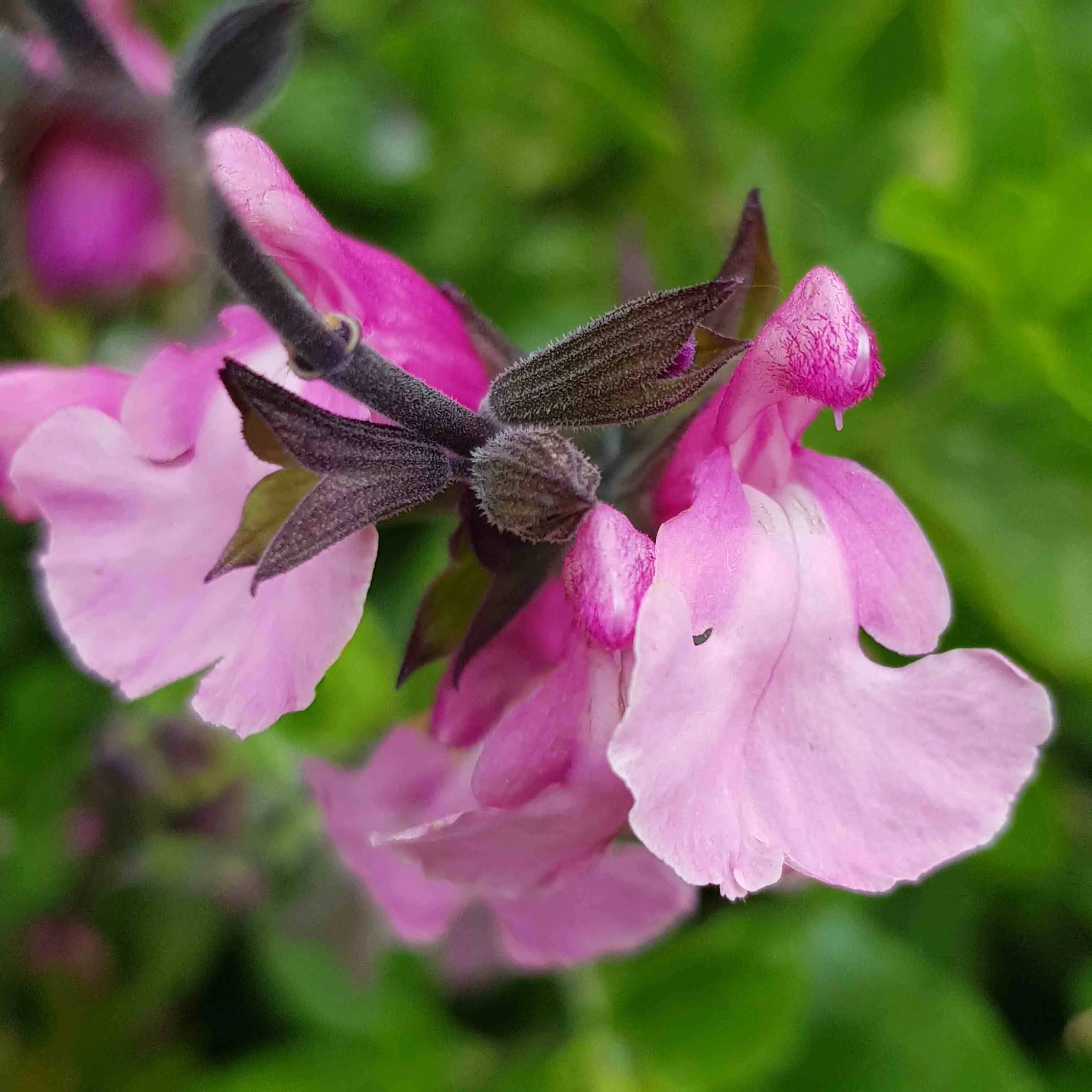Salvia Cuello Pink  - Jaldety ©