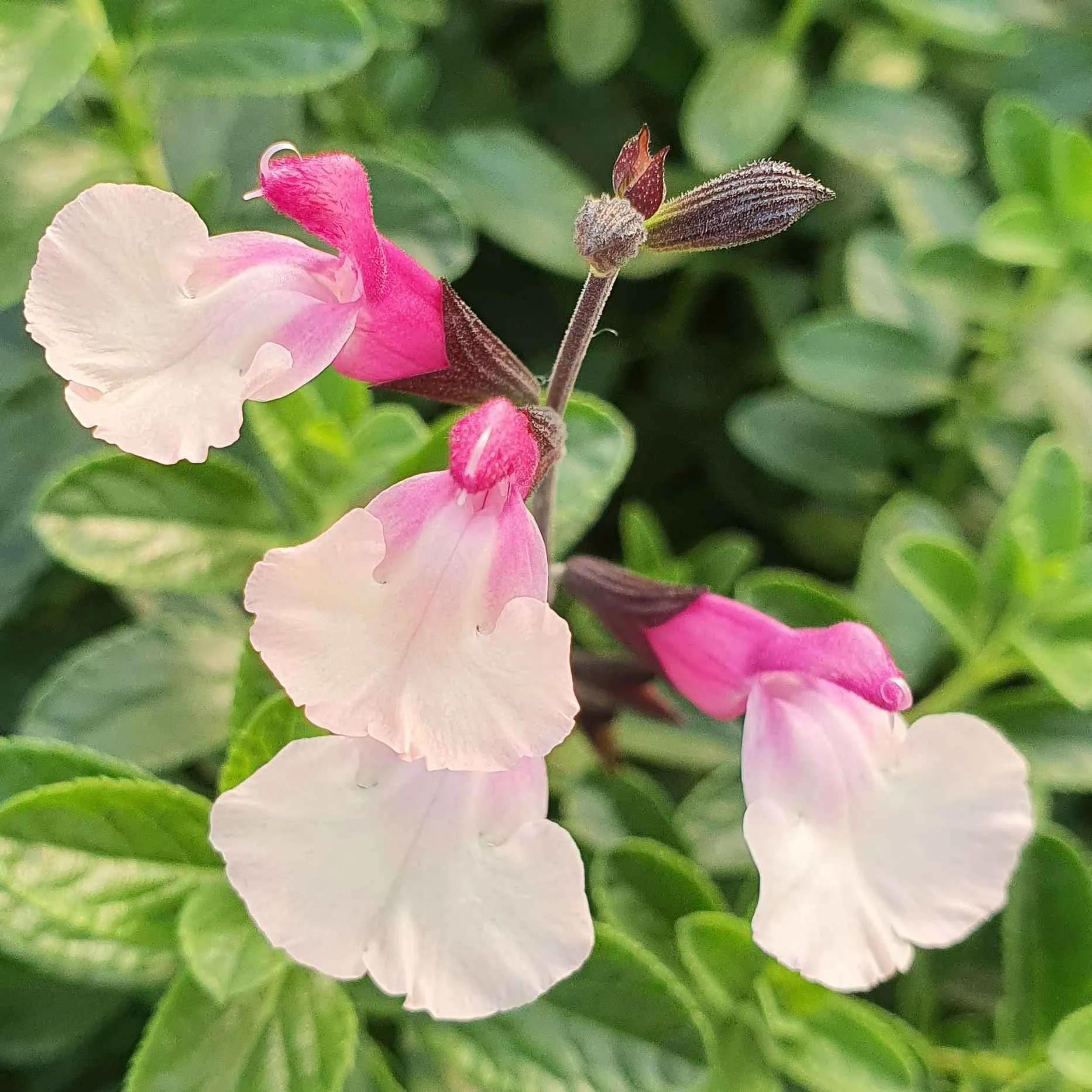 Salvia Cuello White Pink - © Jaldety