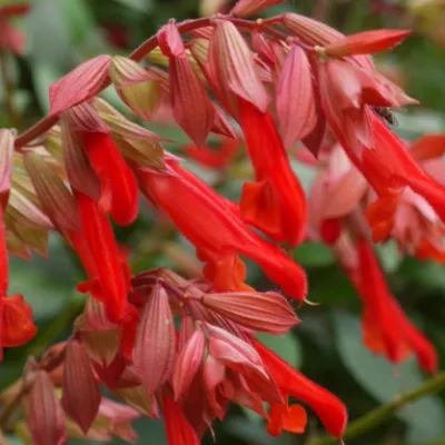 Salvia Ember's Wish - Jaldety