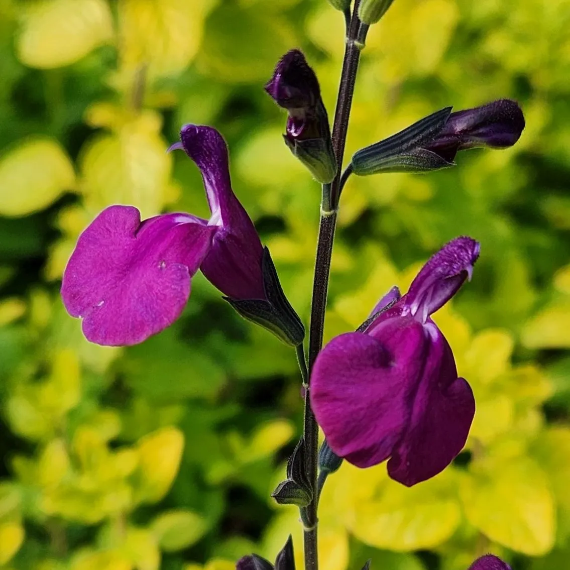 Salvia Golden Rosiene - © Jaldety