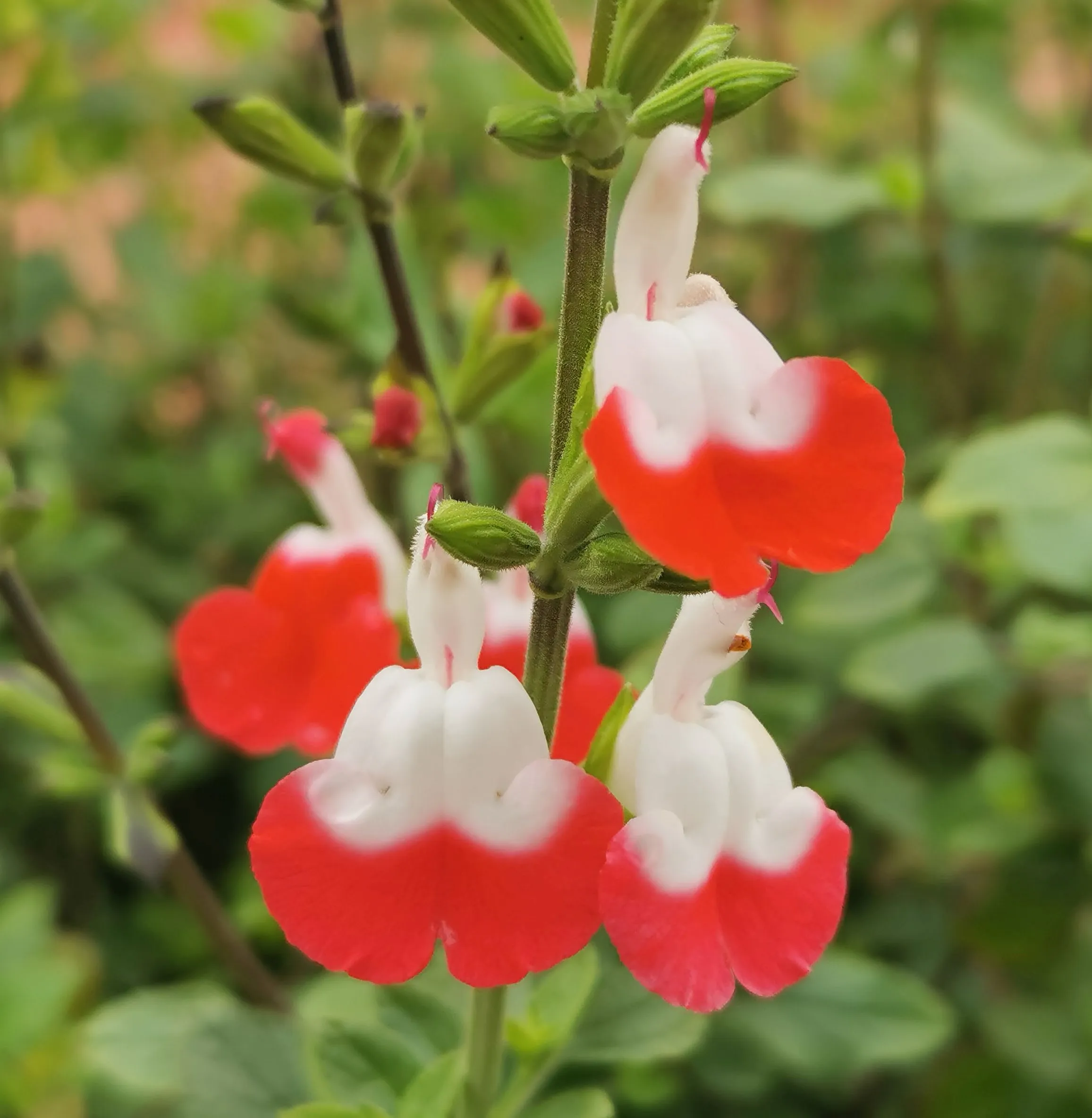 Salvia greggii microphylla hybrid
