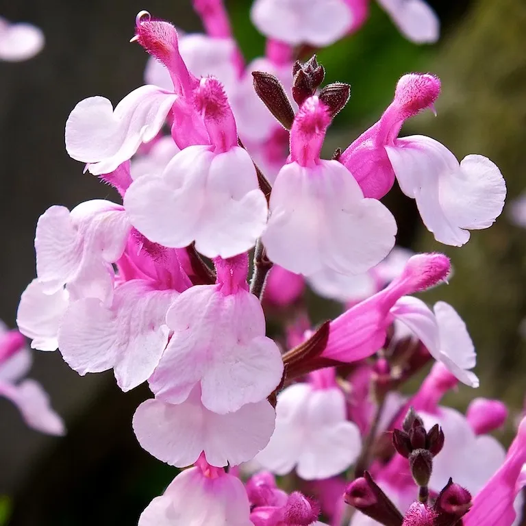 Salvia Joy - Jaldety