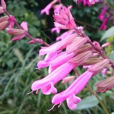 Salvia Kisses and Wishes - Jaldety