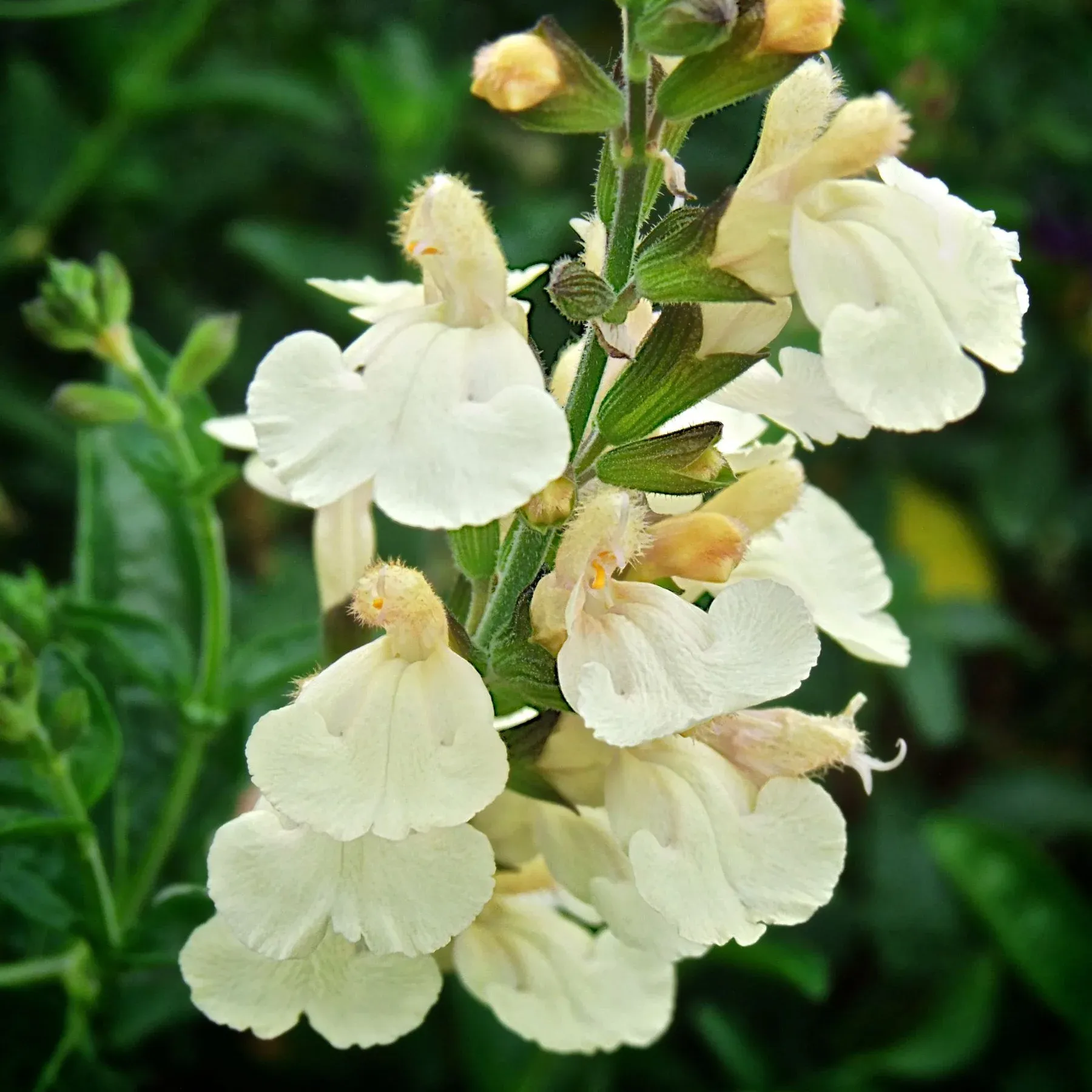 Salvia Lemon Pie - Jaldety