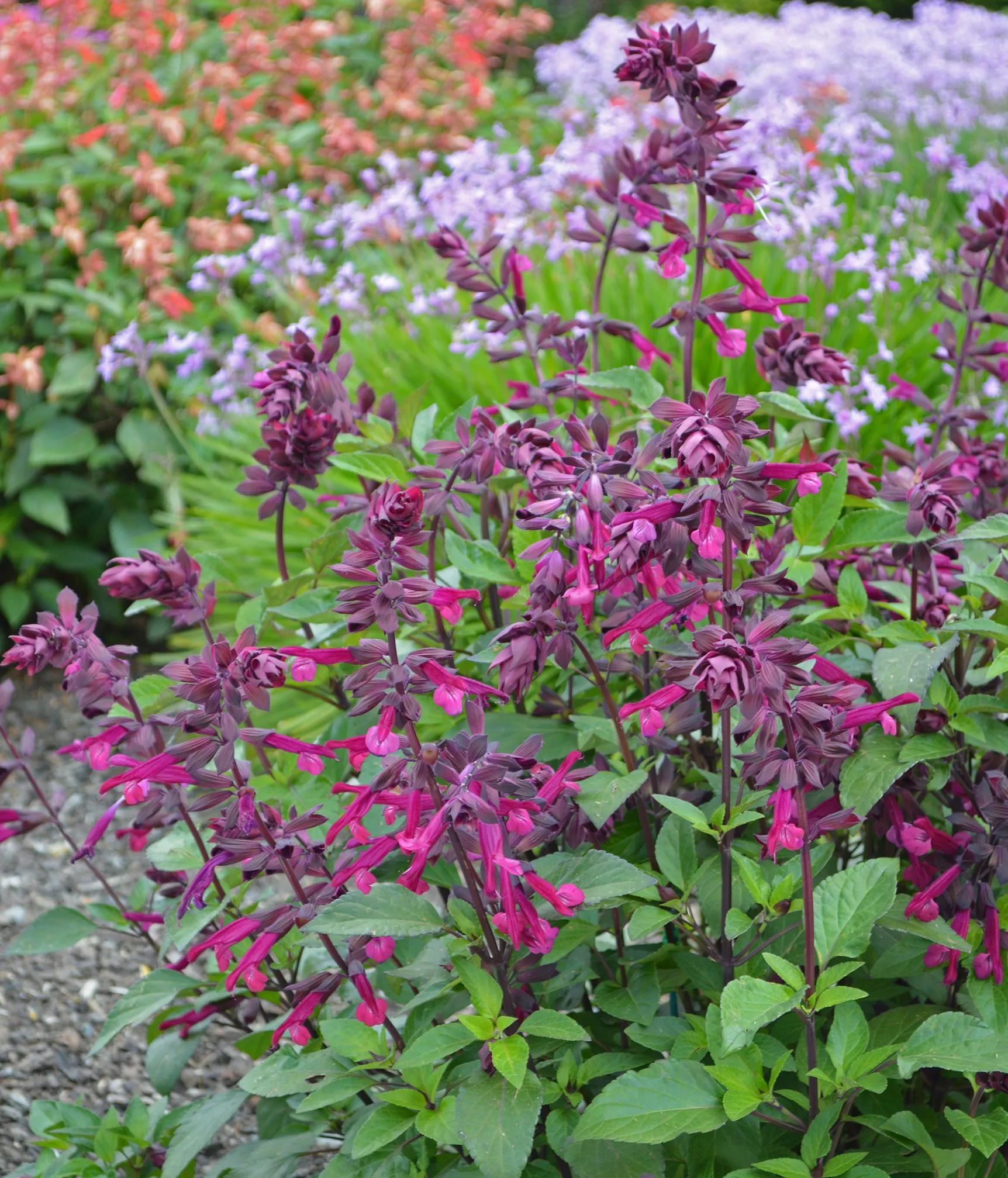 Salvia