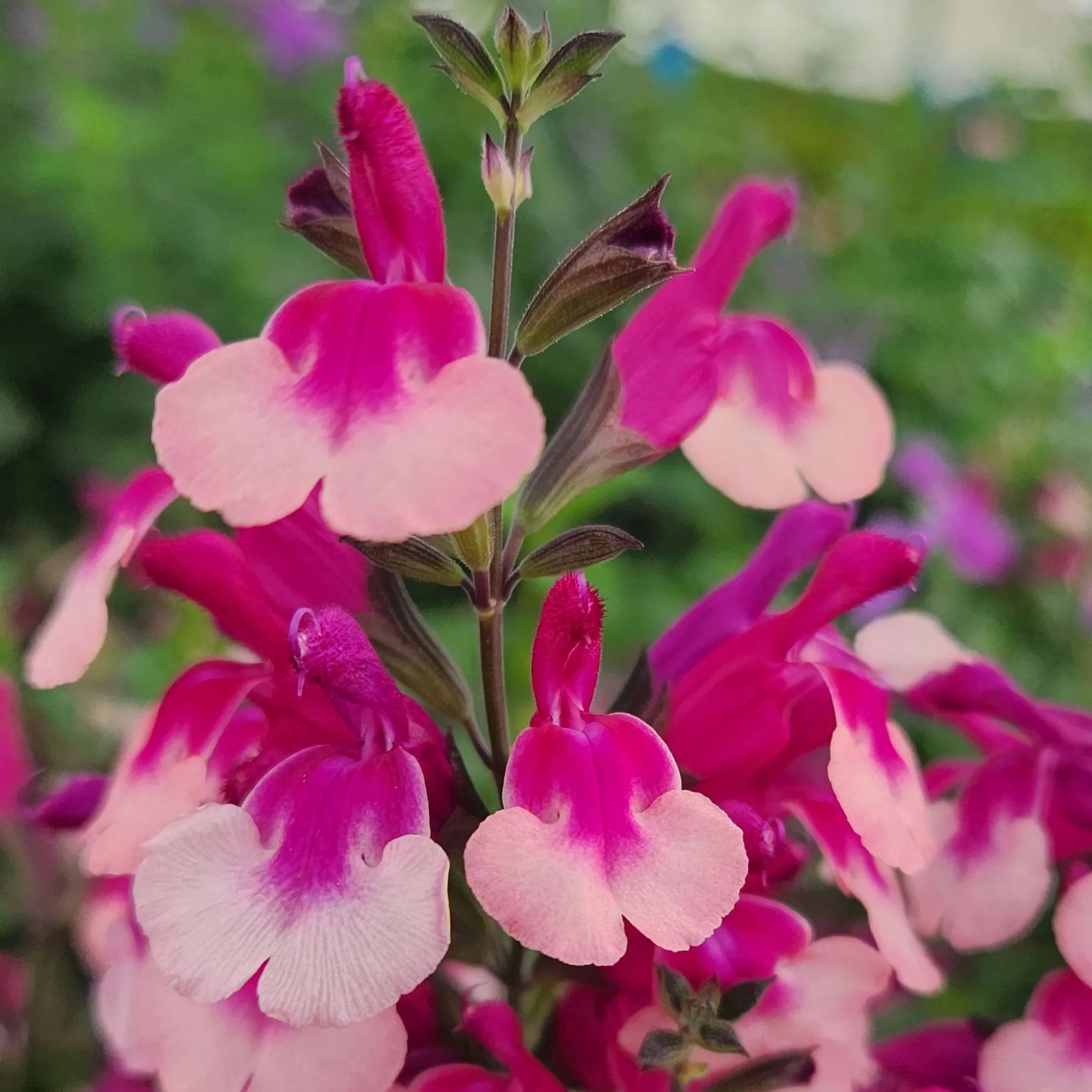 Salvia Melba Magic® Cherry - Jaldety