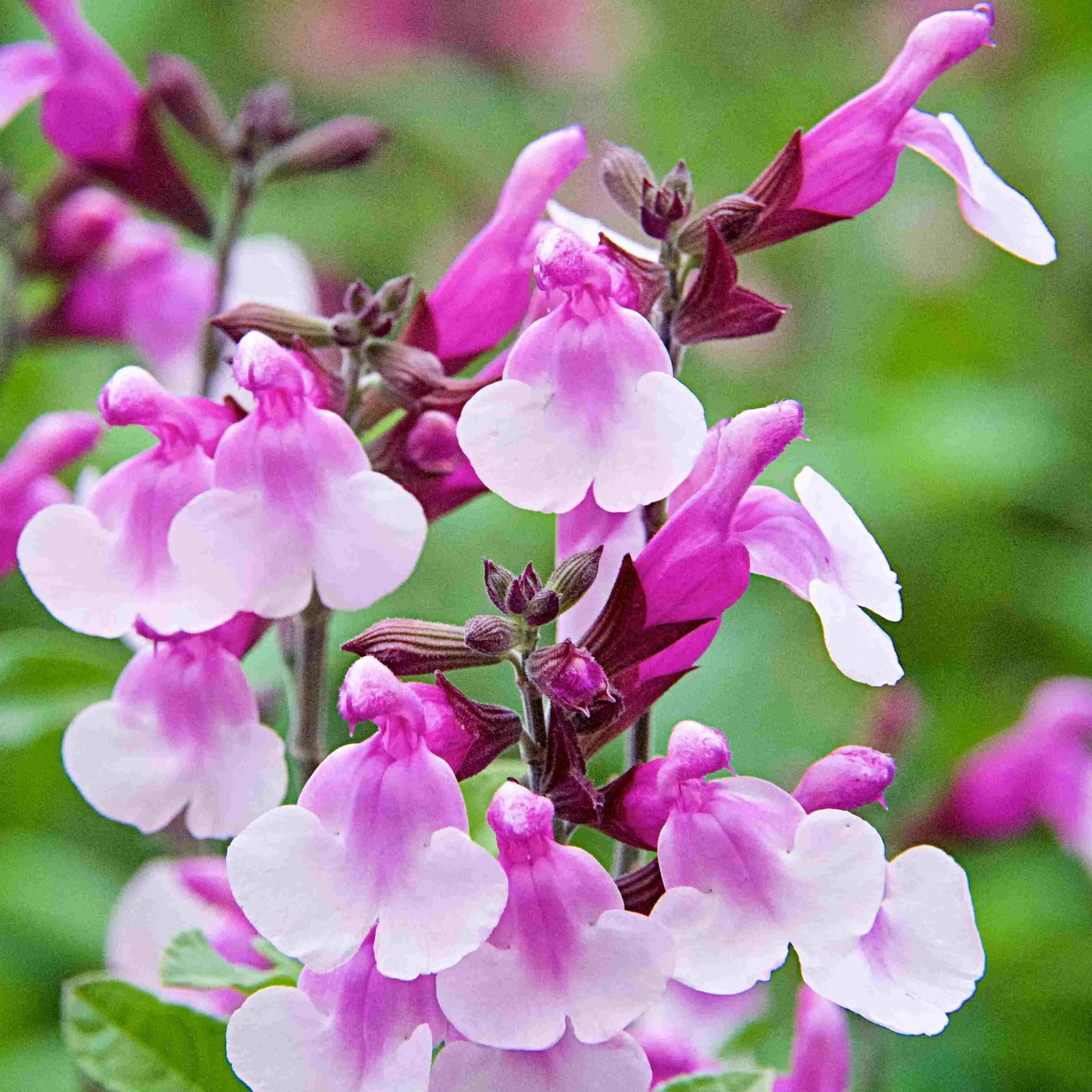 Salvia Melba Magic® Strawberry - Jaldety