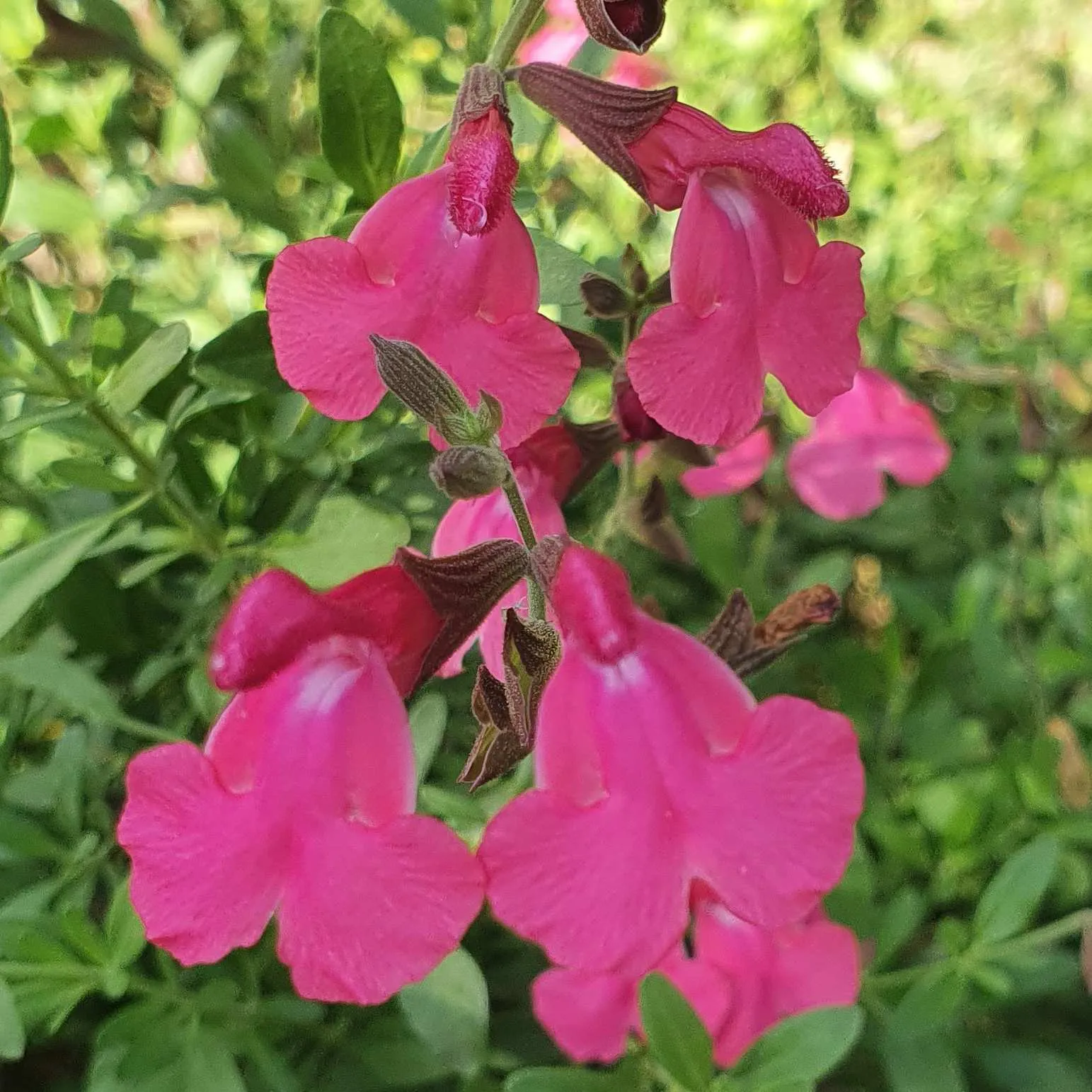 Salvia Naturally Fuchsia - © Jaldety