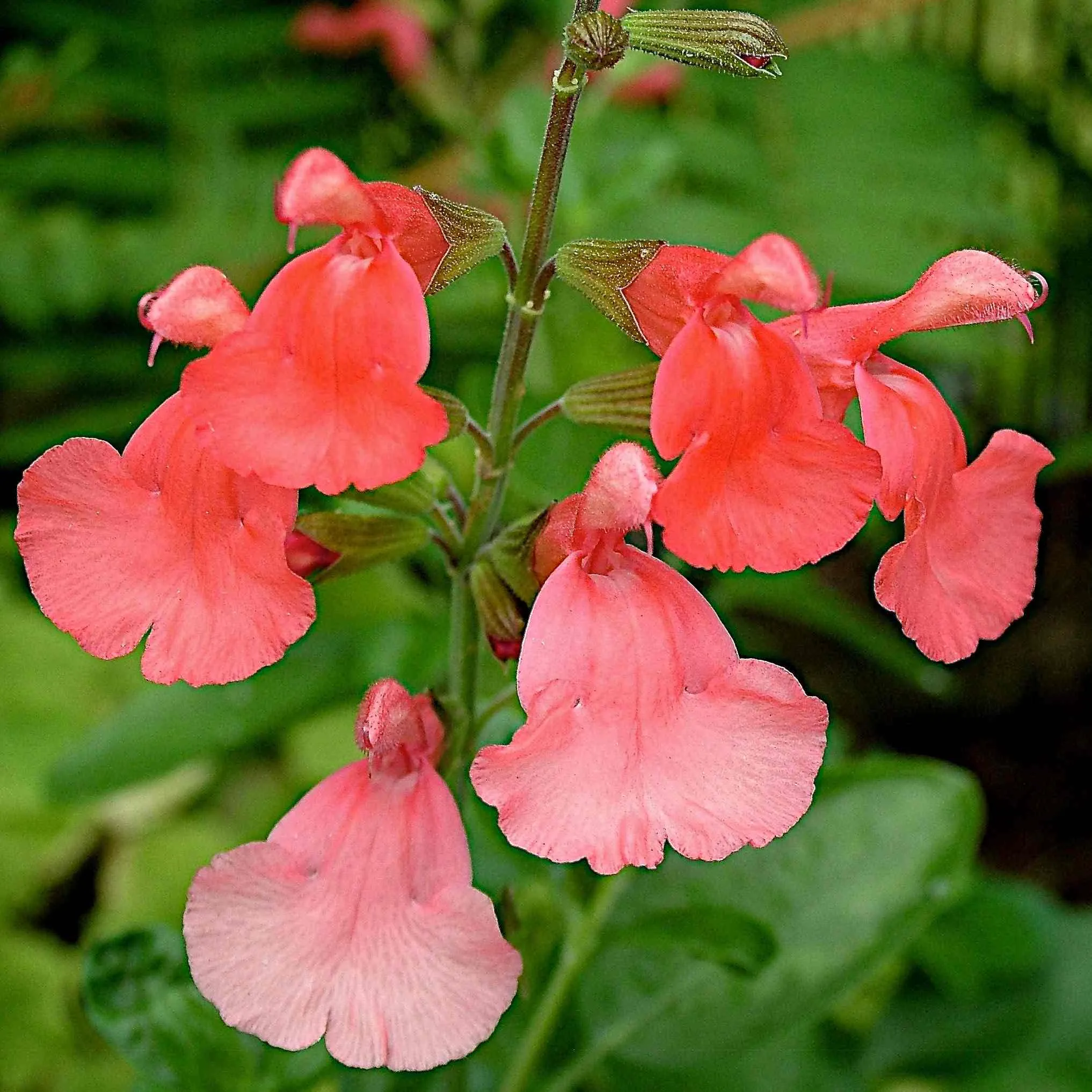 Salvia Peach Cobbler - Jaldety ©