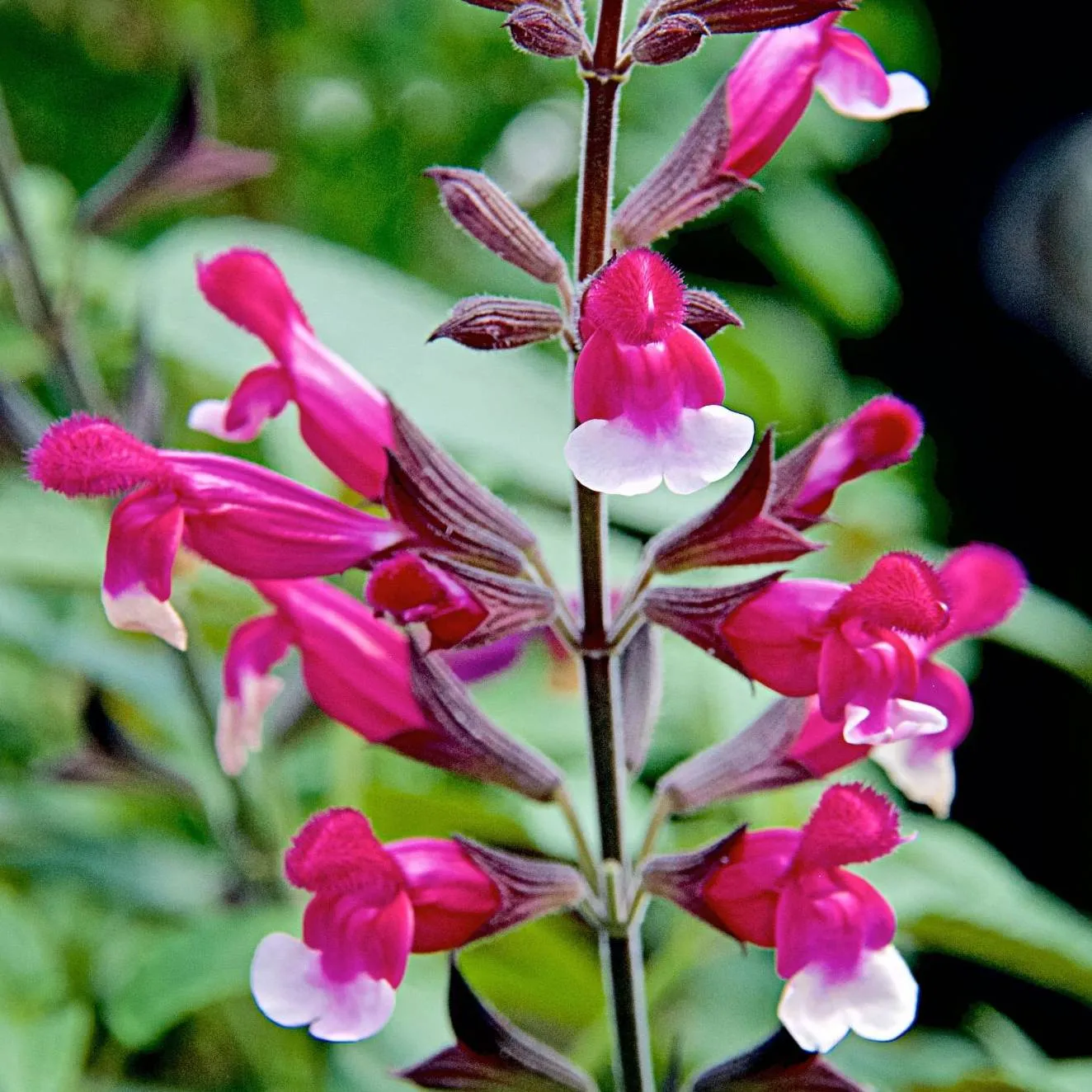 Salvia Pink Mulberry - Jaldety