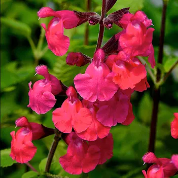 Salvia Pink Pong - Jaldety