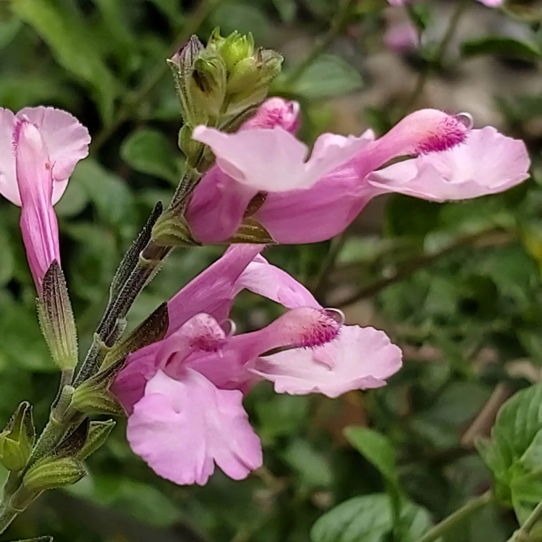 Salvia Pink Shell - Jaldety