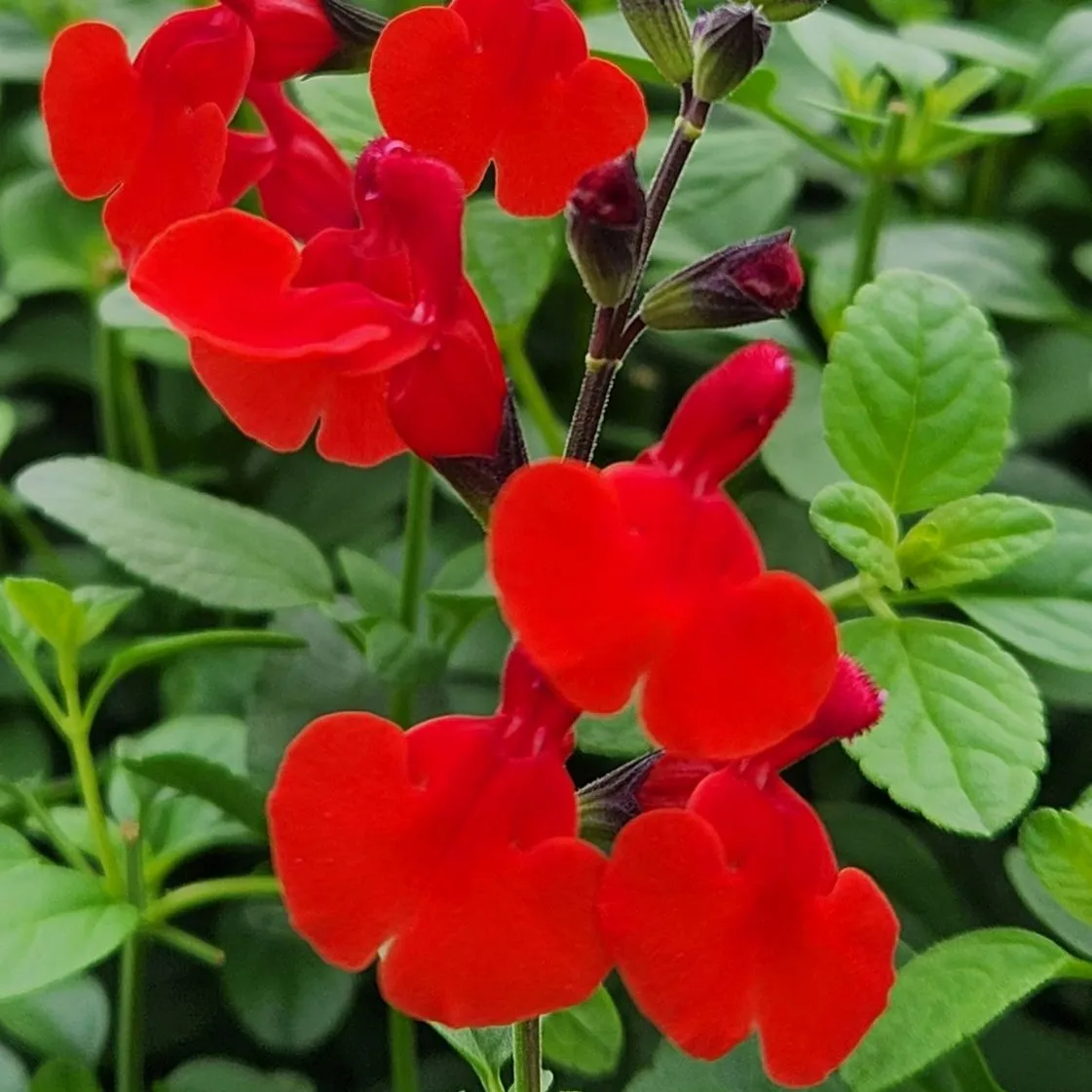 Salvia Royal Bumble - © Jaldety