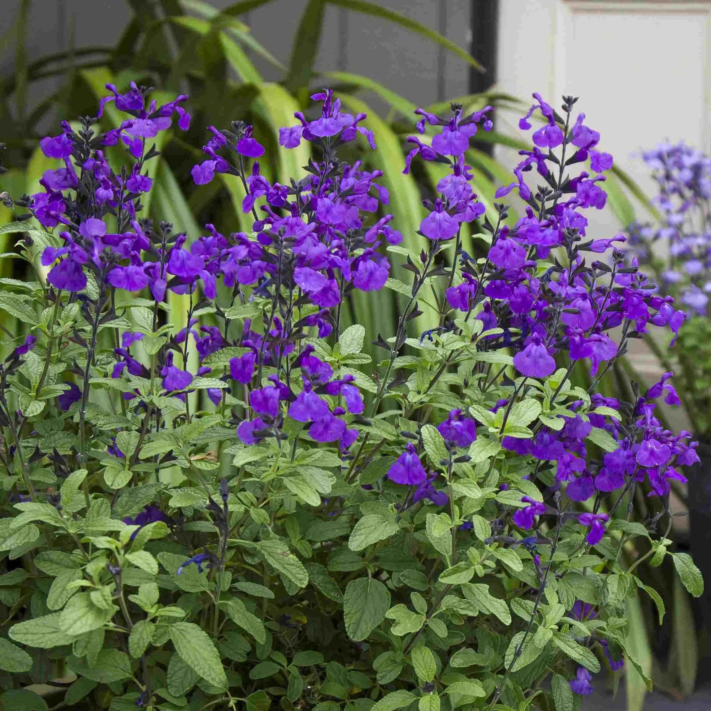 Salvia So Cool Purple - Jaldety