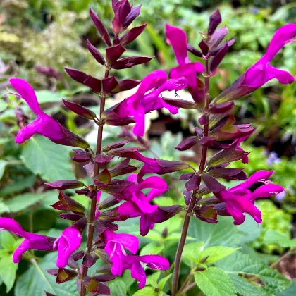 Salvia Sunkiss® Berry Blast - Jaldety