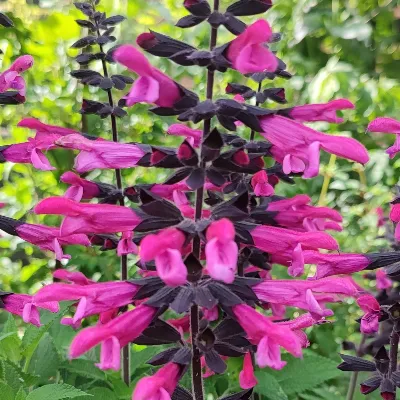 Salvia Sunkiss® Cranberry Crush - Jaldety