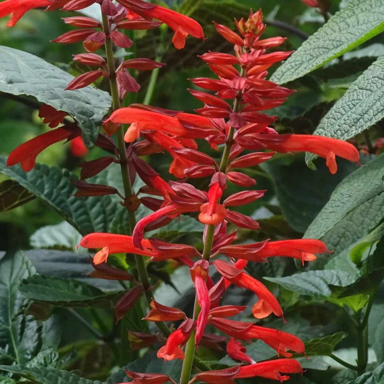 Salvia Tropicolour™ Carmine - Jaldety