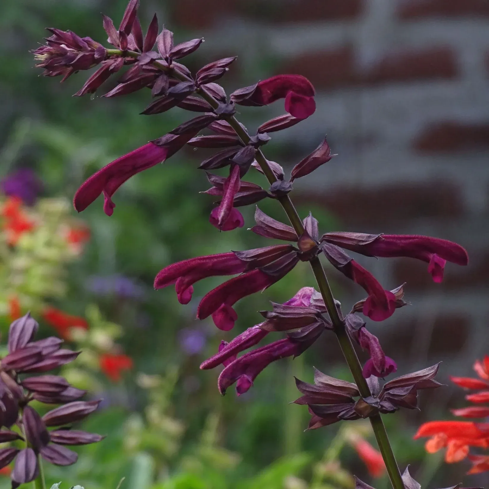 Salvia Tropicolour™ Claret - Jaldety
