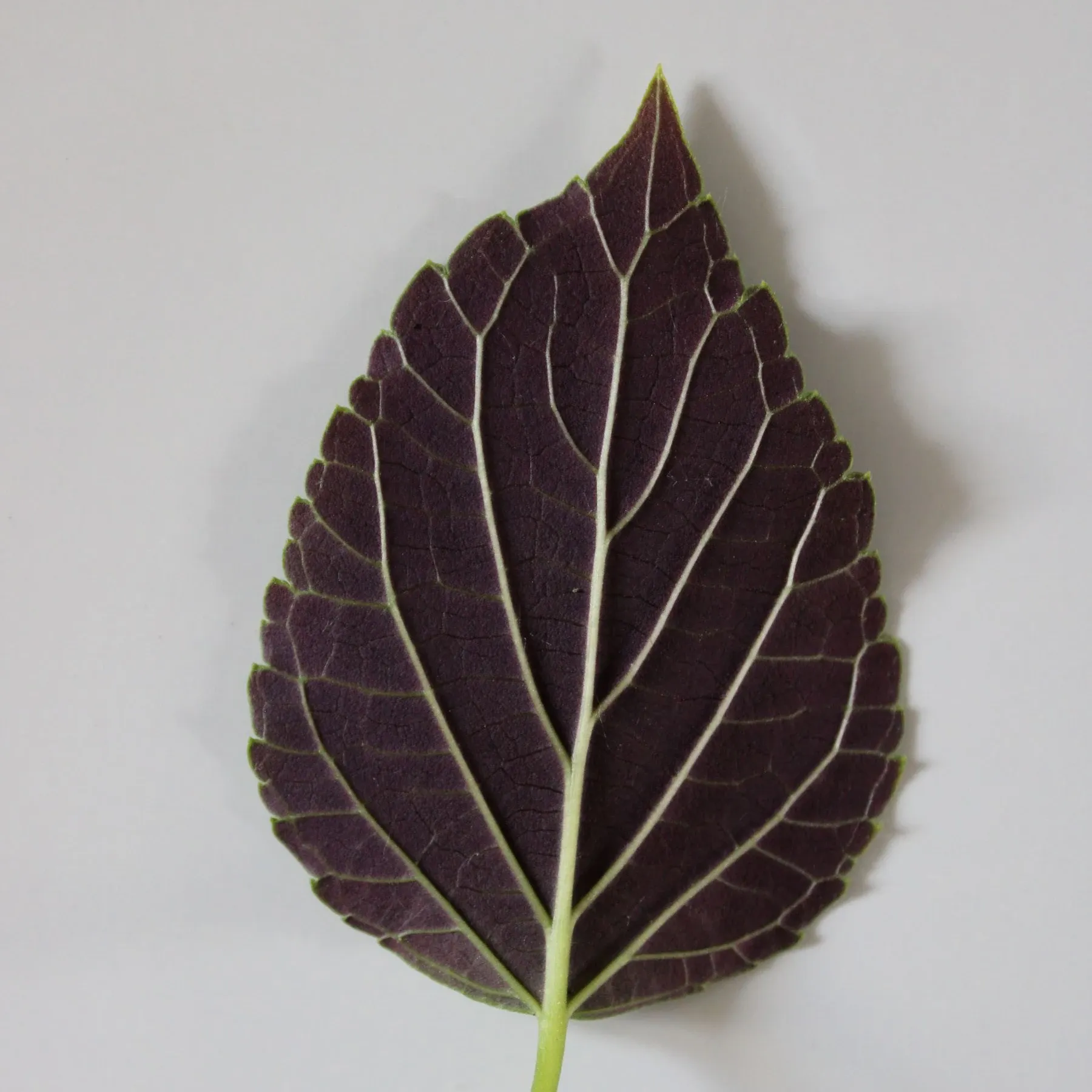 Salvia Tropicolour™ Dark Foliage - Jaldety