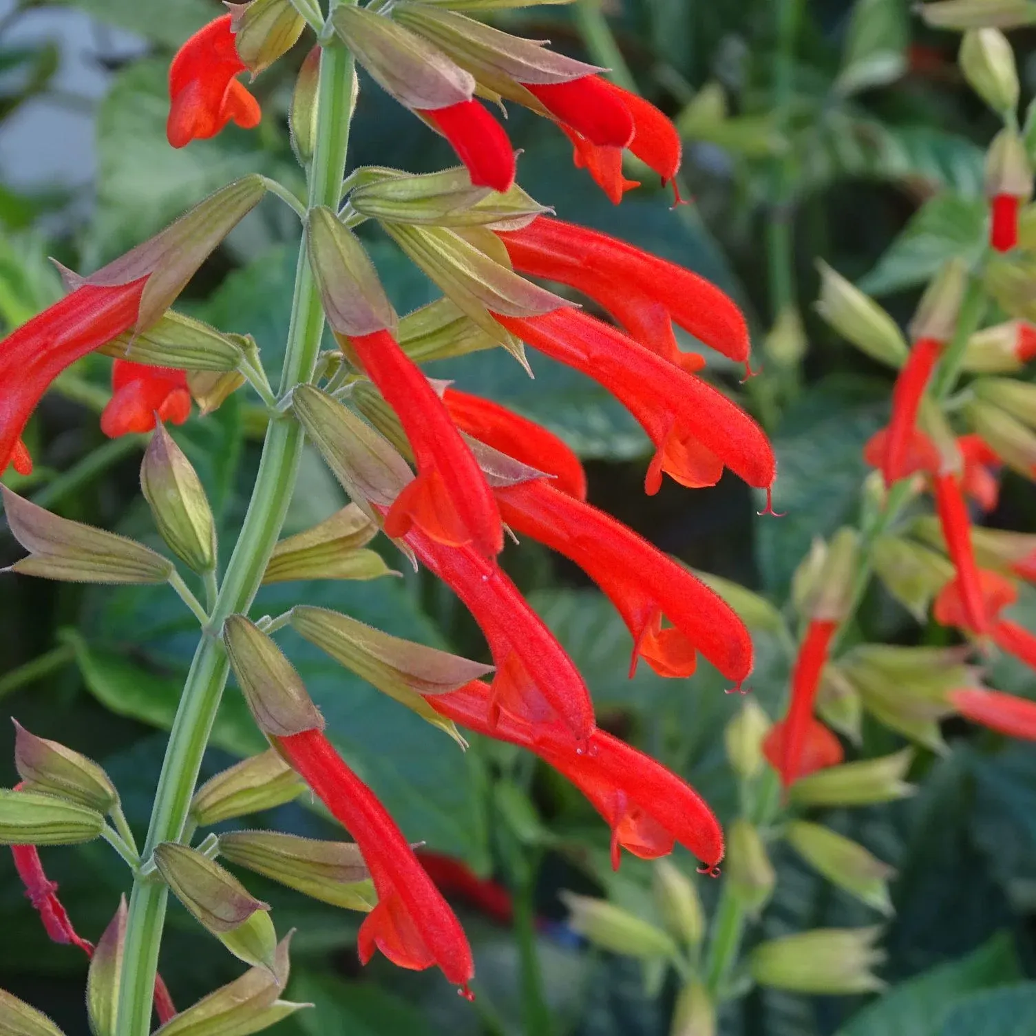 Salvia Tropicolour™ Sunrise - Jaldety