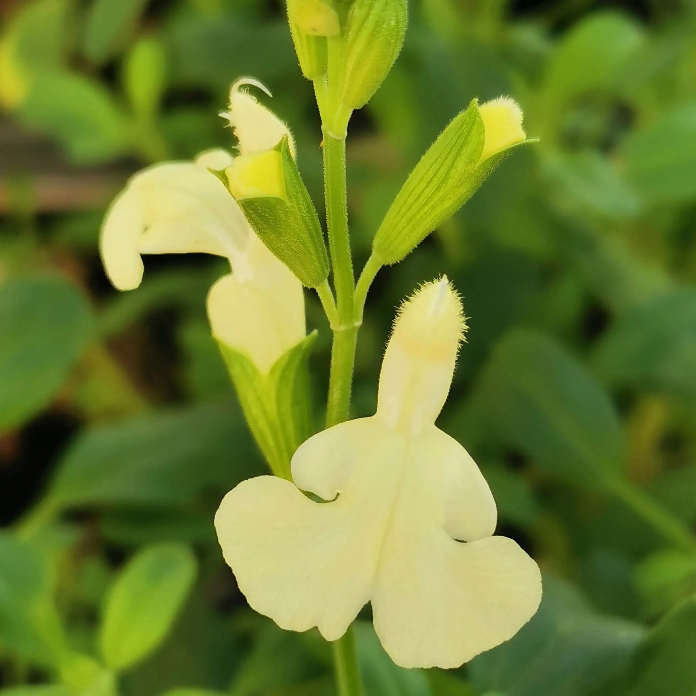 Salvia Vanilla Cream - © Jaldety
