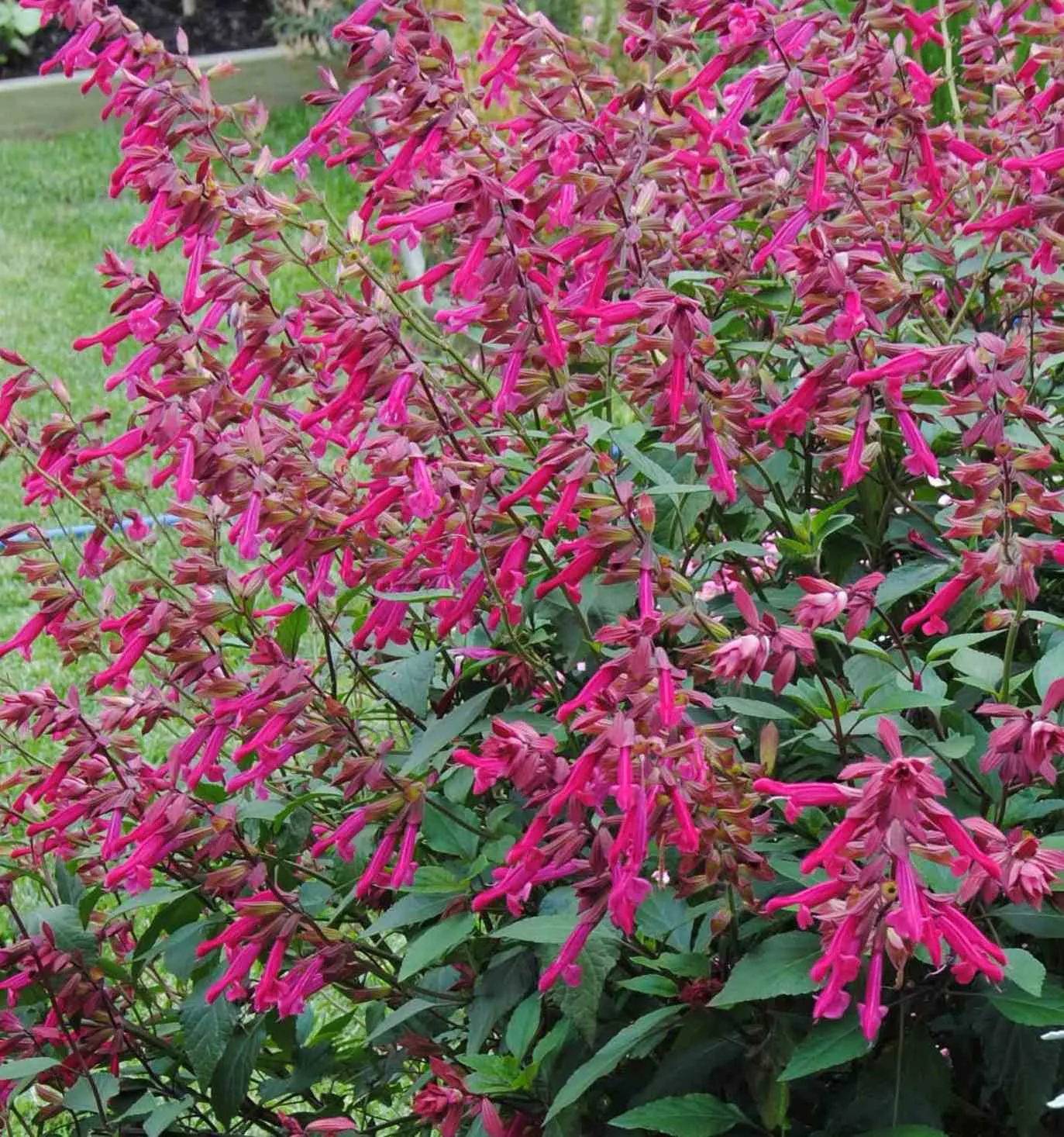 Salvia Wendy's Wish - Jaldety