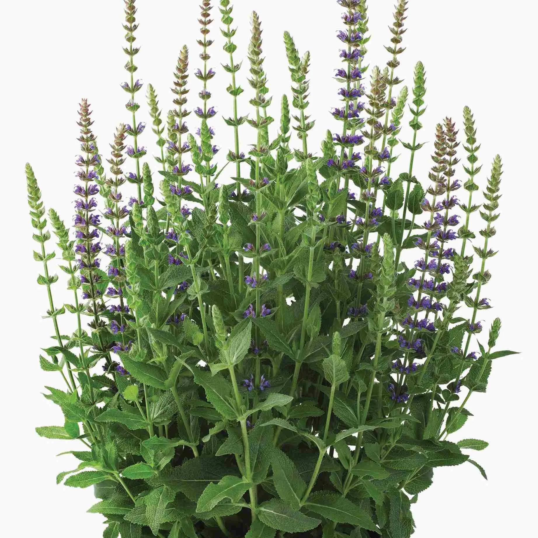 Salvia nemorosa Blue Hill - Jaldety ©