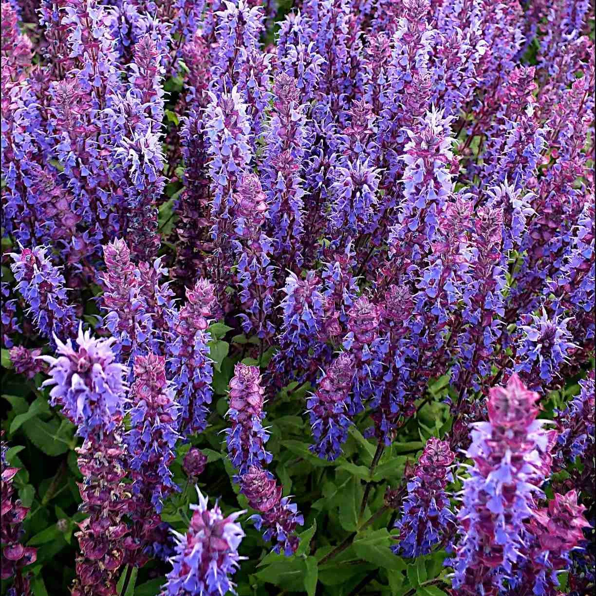 Salvia nemorosa Kate Glenn - Jaldety