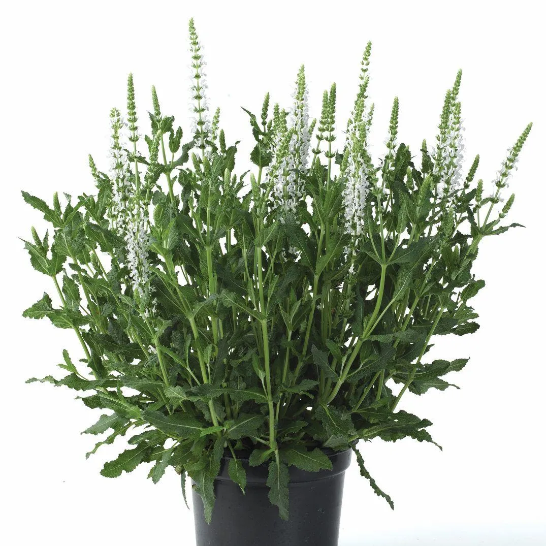 Salvia nemorosa Snow Hill - Jaldety ©