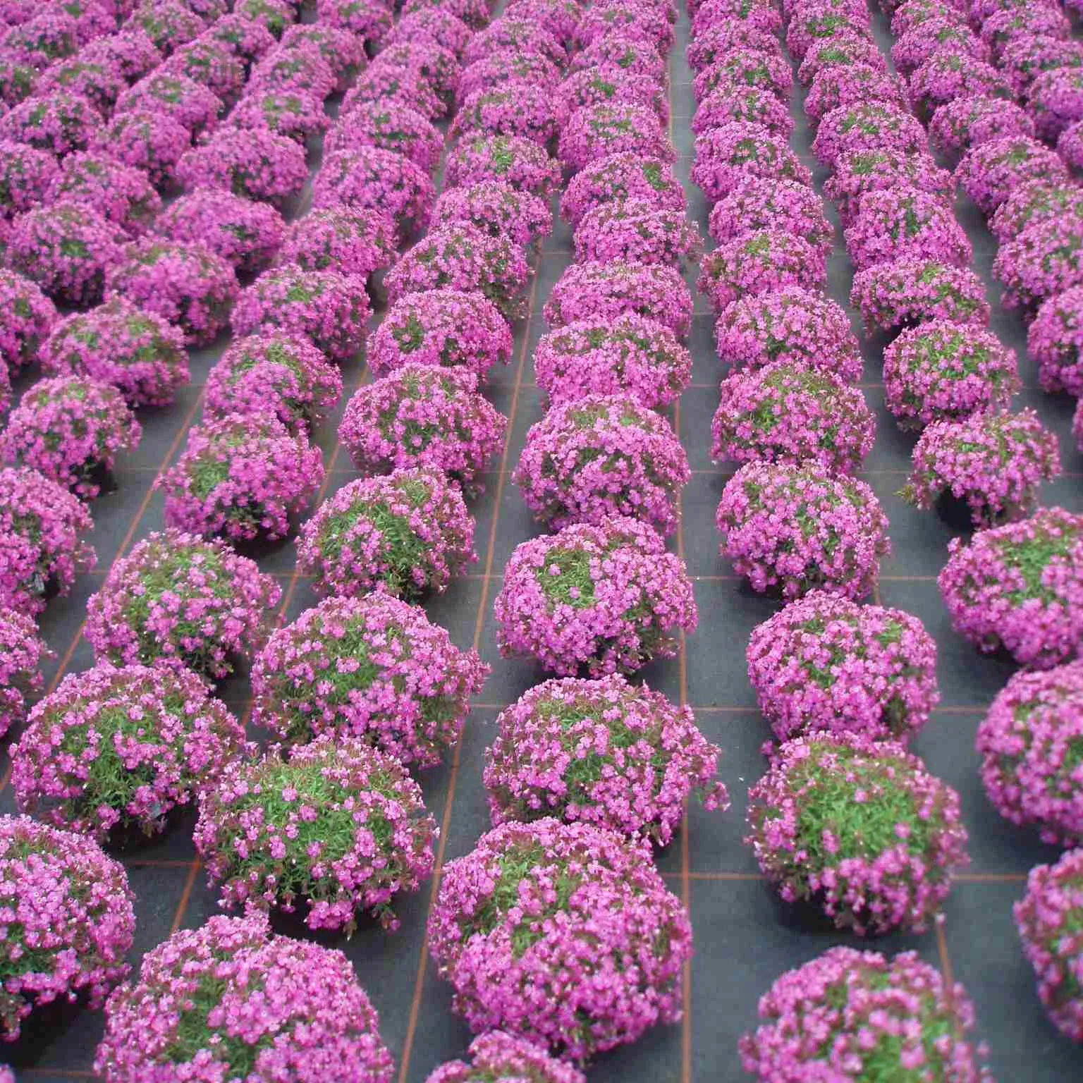 Saponaria Bressingham Pink - © Jaldety Plants
