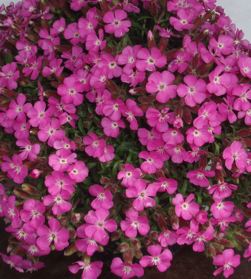 Saponaria