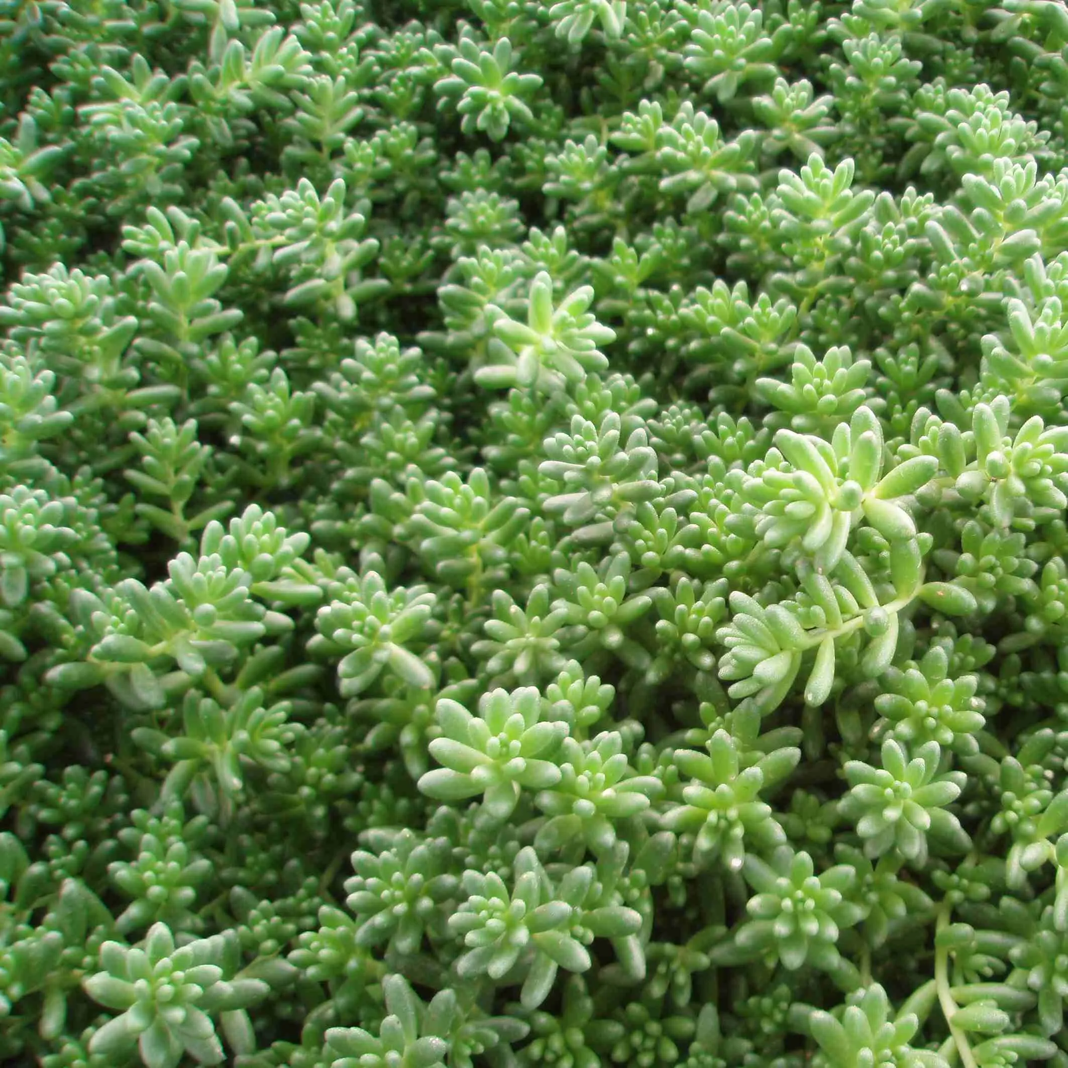 Sedum Album Coral Carpet - © Jaldety