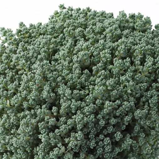 Sedum Dasyphyllum - Jaldety ©