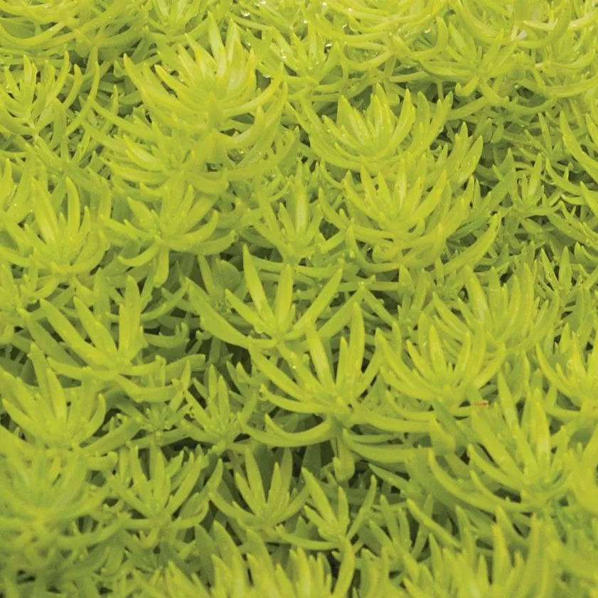 Sedum Lemon Ball - © Jaldety