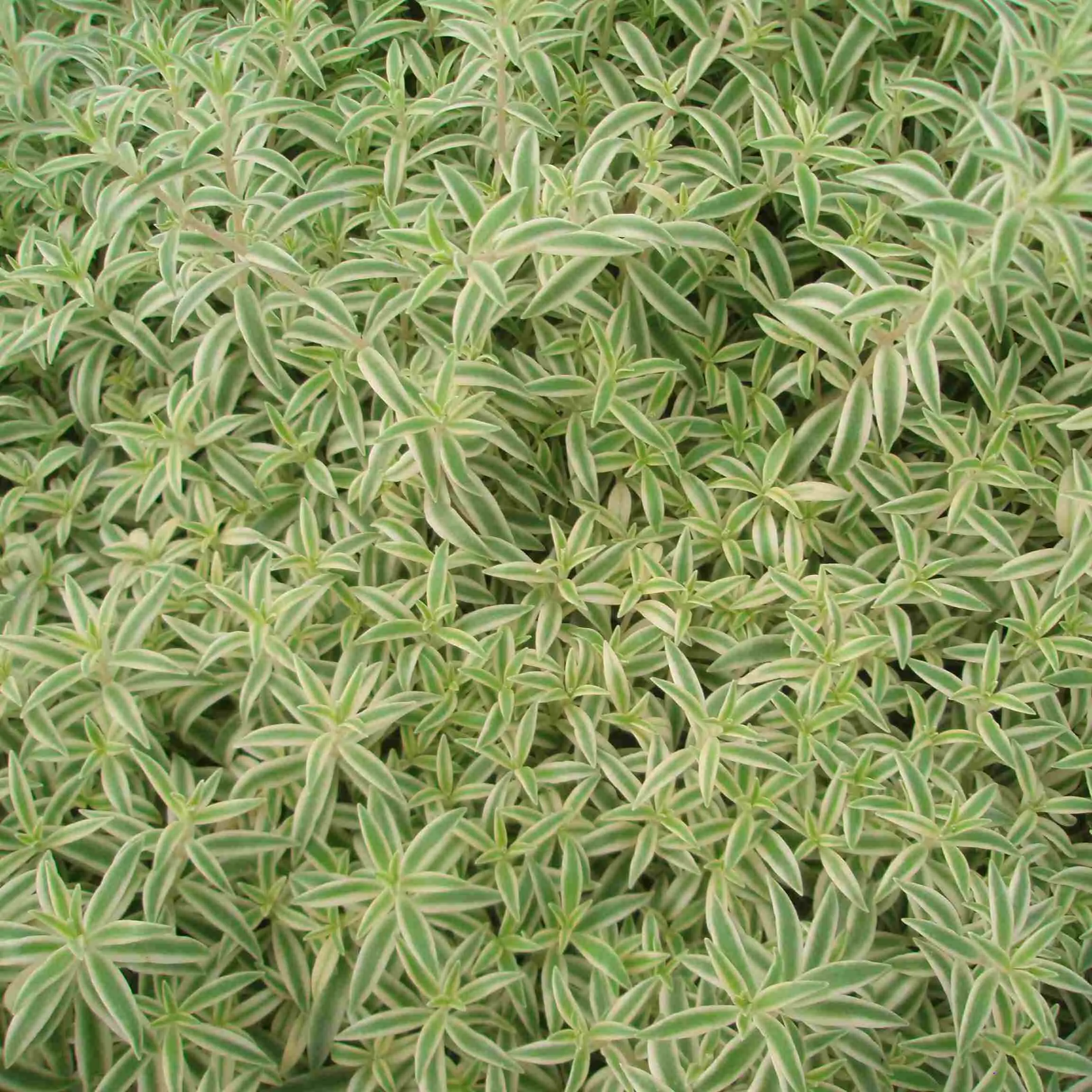 Sedum Lineare - © Jaldety
