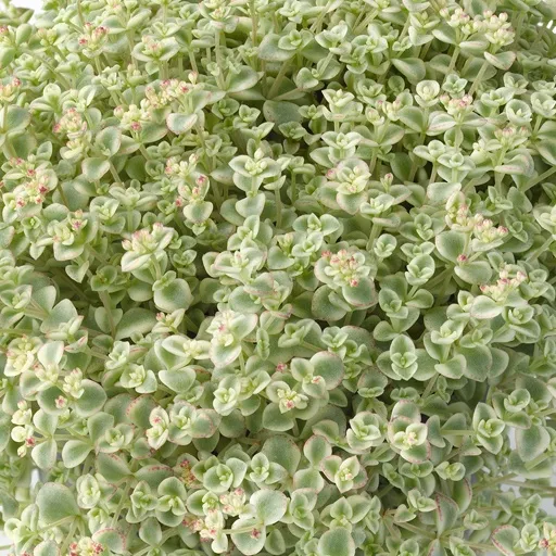 Sedum Little Missy - © Jaldety