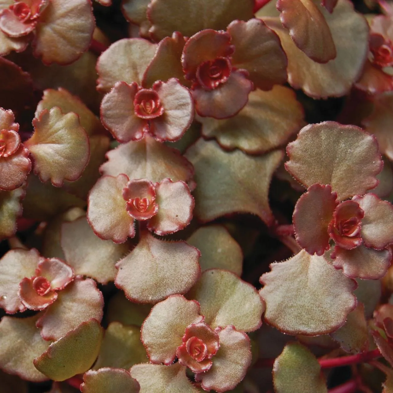 Sedum Mahogany Red - Jaldety ©