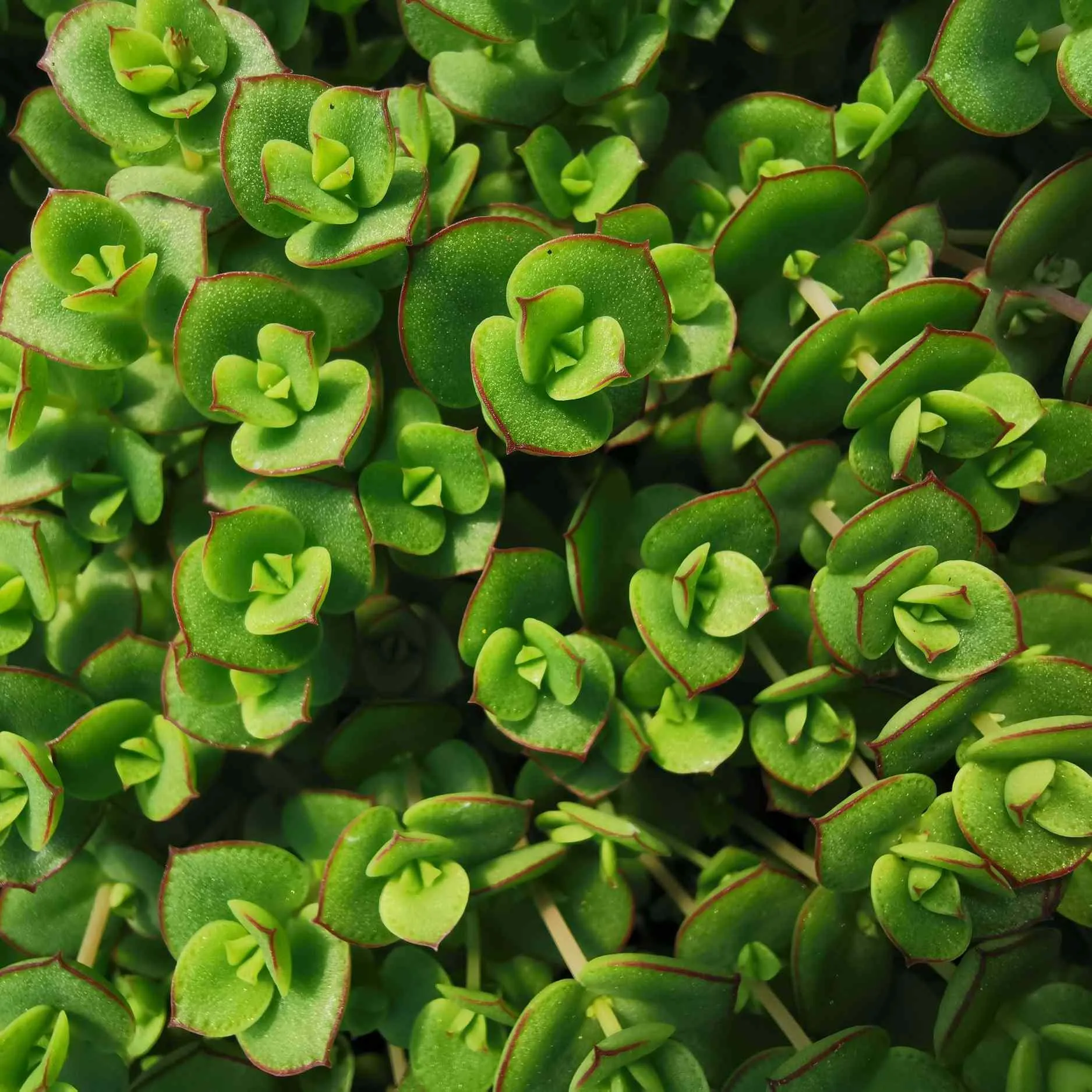 Sedum Majestic Kiss - Jaldety ©