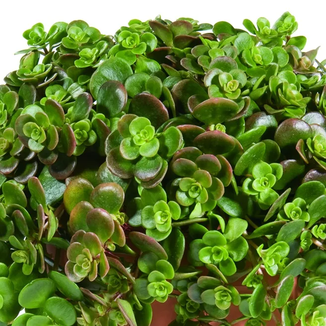 Sedum Makinoi - © Jaldety