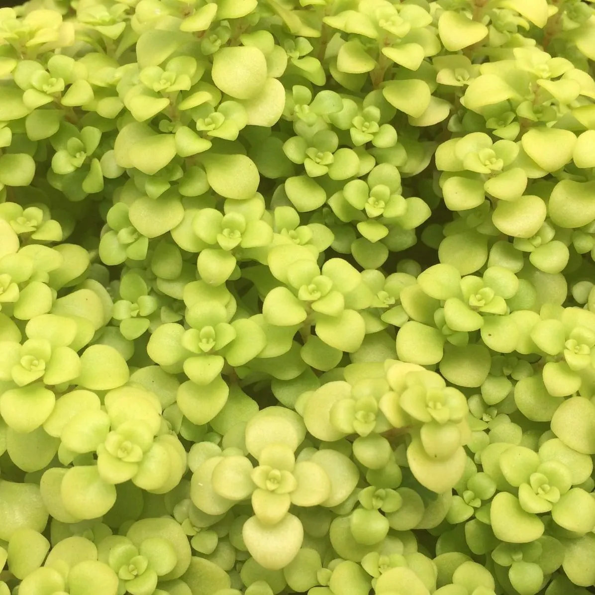 Sedum Makinoi Lime - © Jaldety