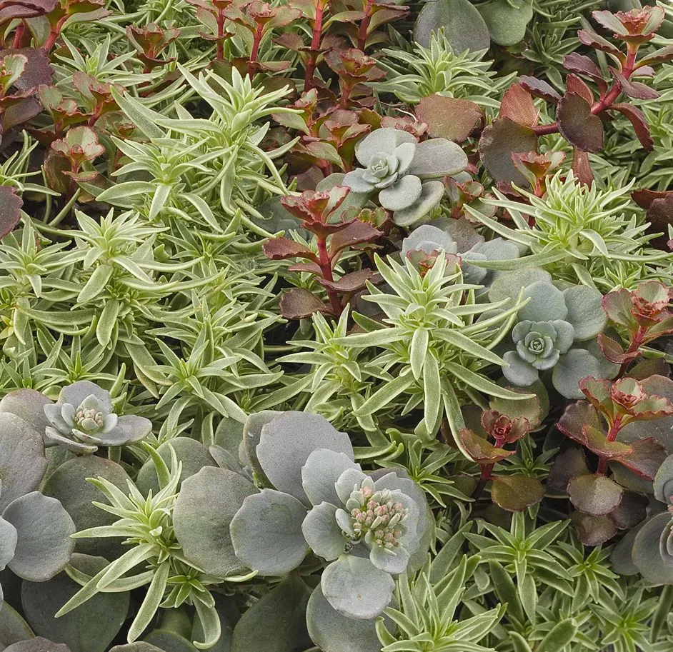 Sedum