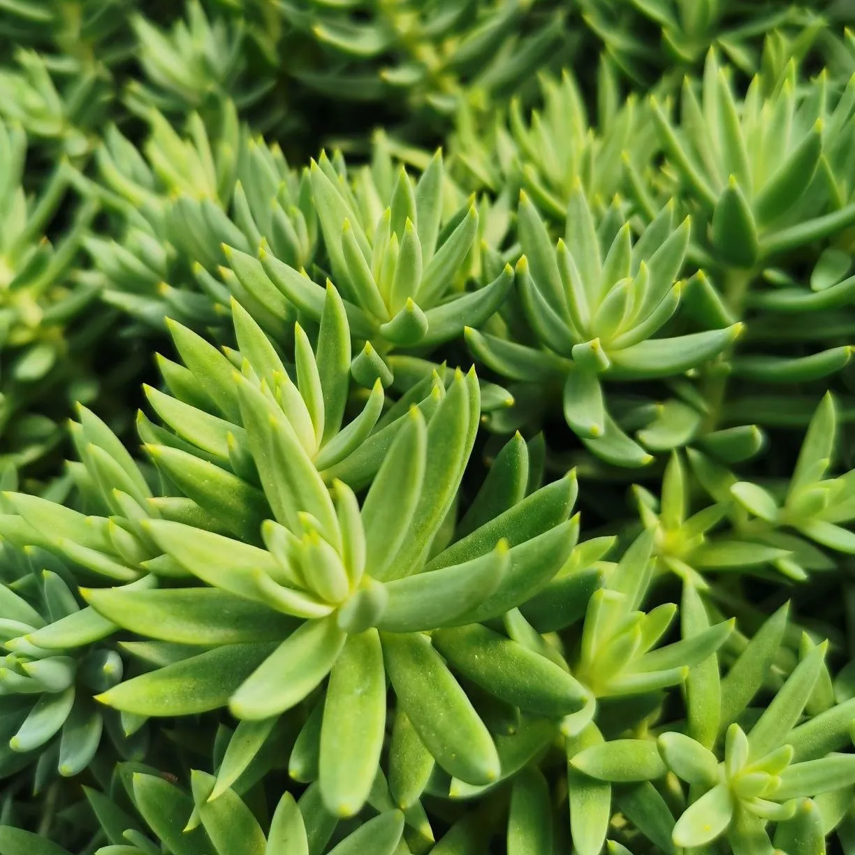 Sedum Royal Pine - Jaldety ©