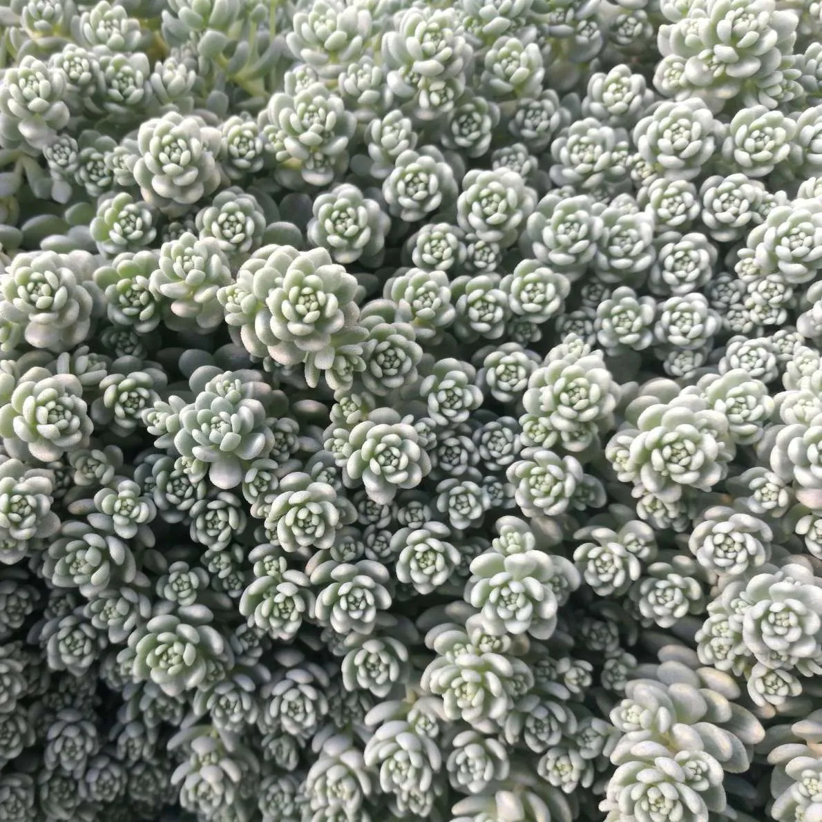 Sedum Silver Roses -  Jaldety ©