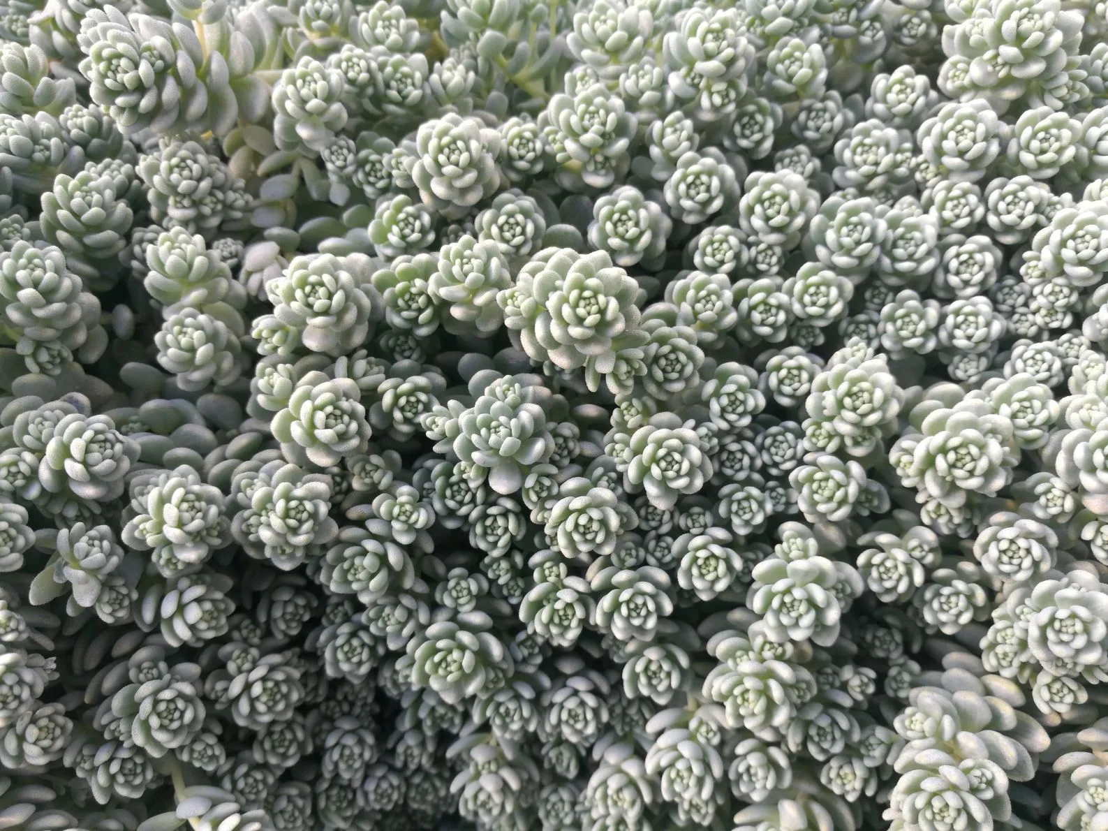 Sedum