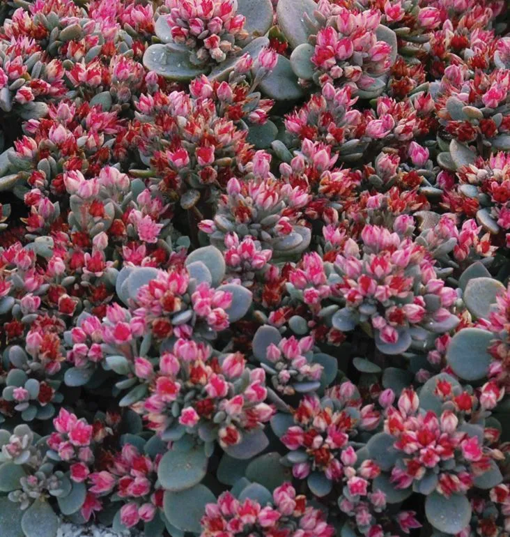 Sedum SunSparklers