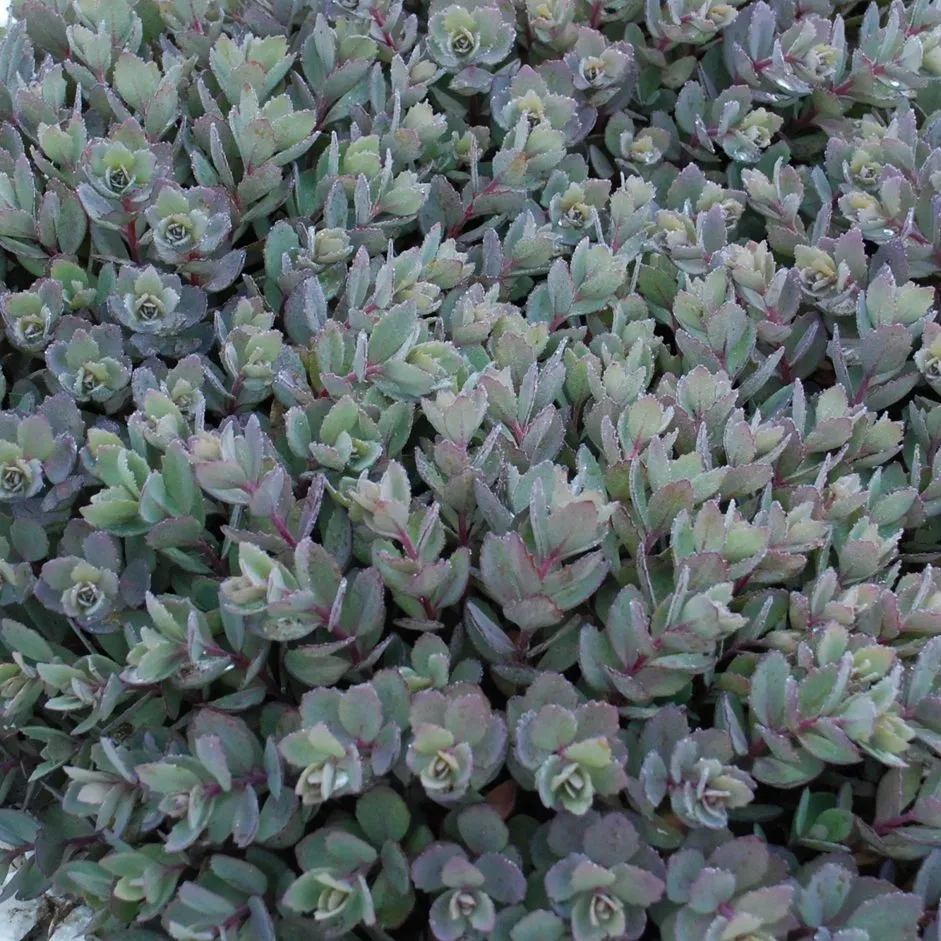 Sedum SunSparklers® Dazzleberry - Jaldey