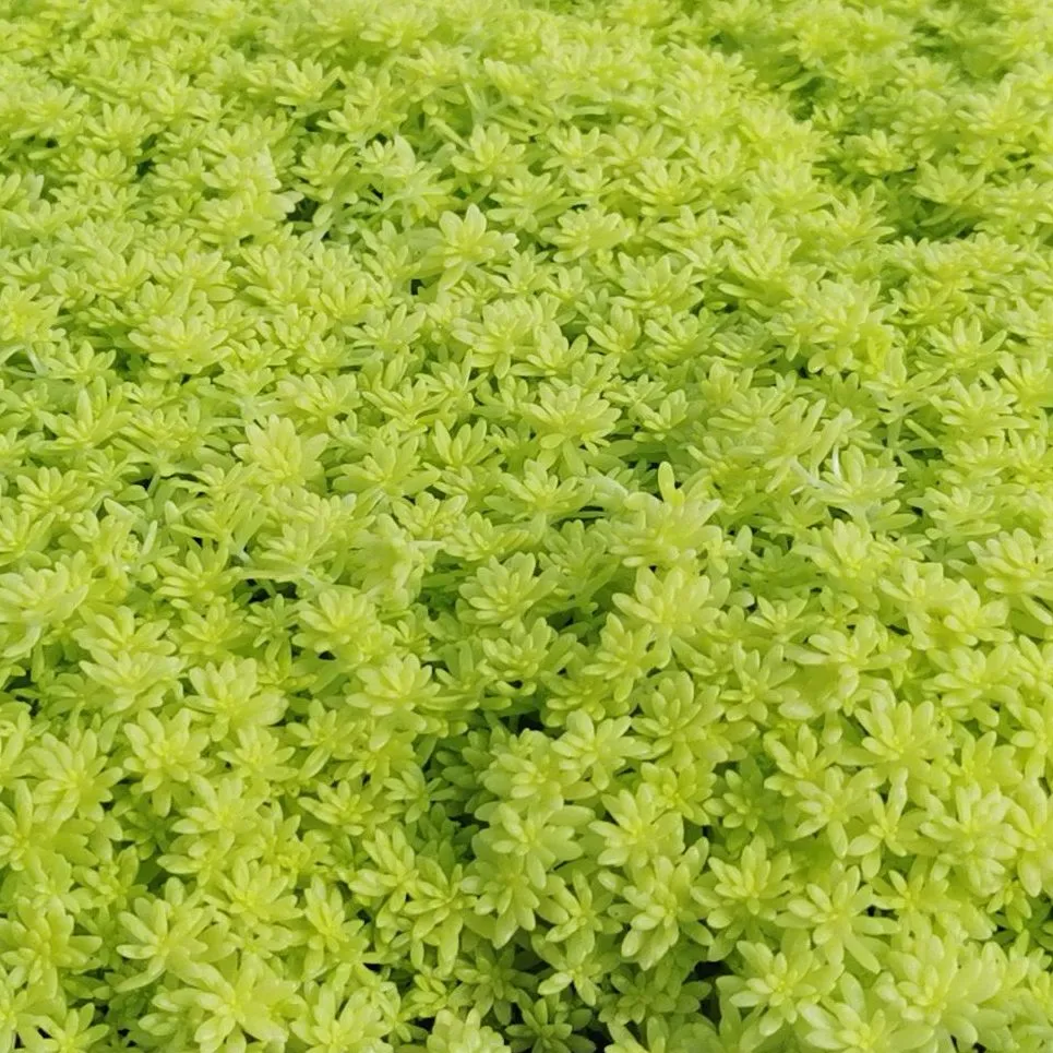 Sedum Tokyo Sun - © Jaldety