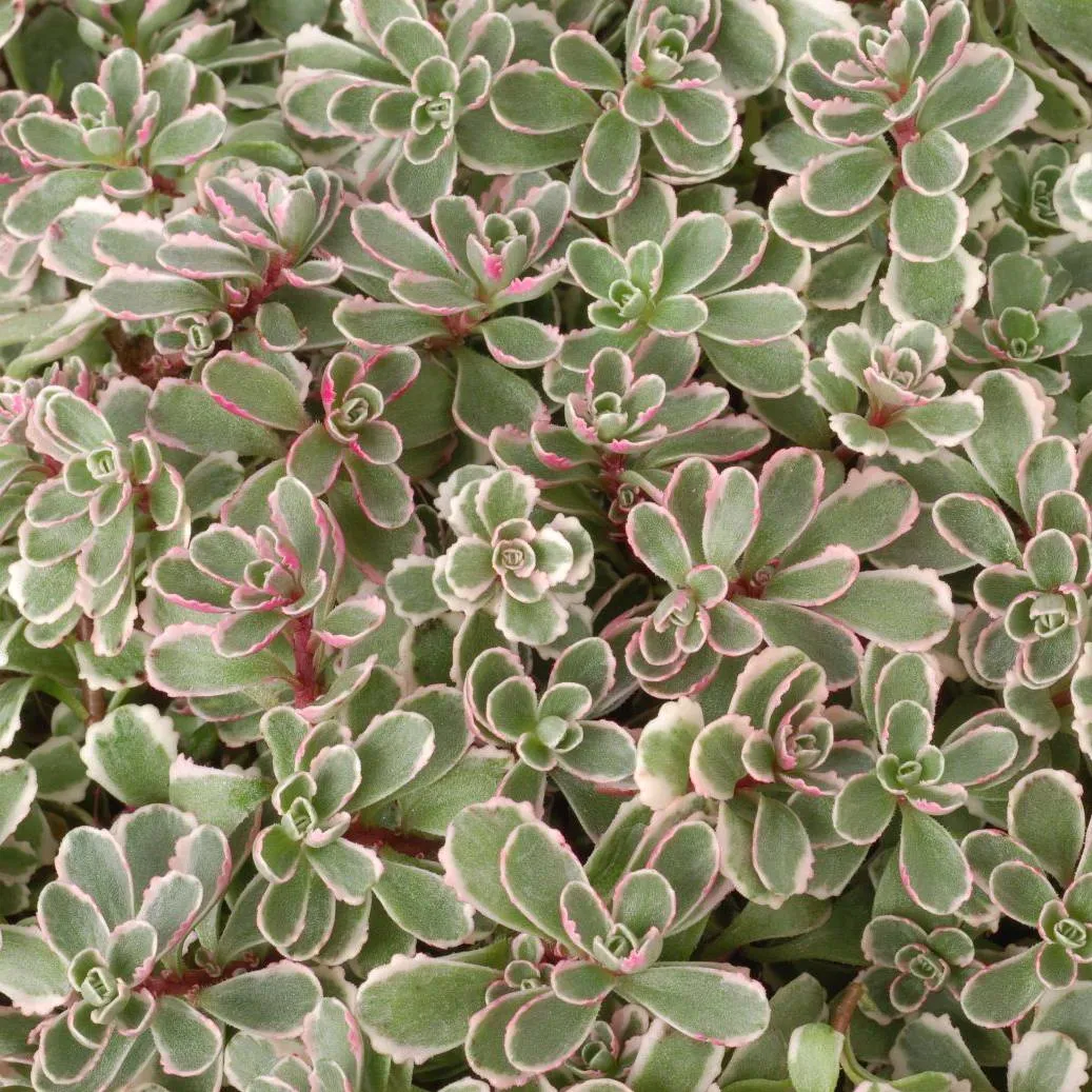 Sedum Tricolor - © Jaldety