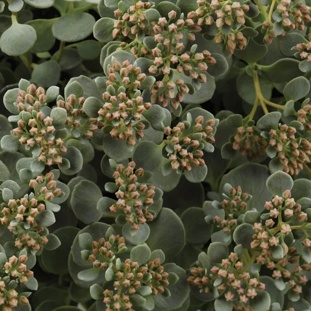 Sedum cauticola Cola - © Jaldety